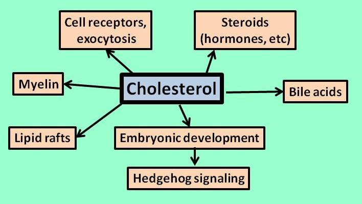 Understanding The Different Types Of Cholesterol And Their Effects Health And Fitness Web